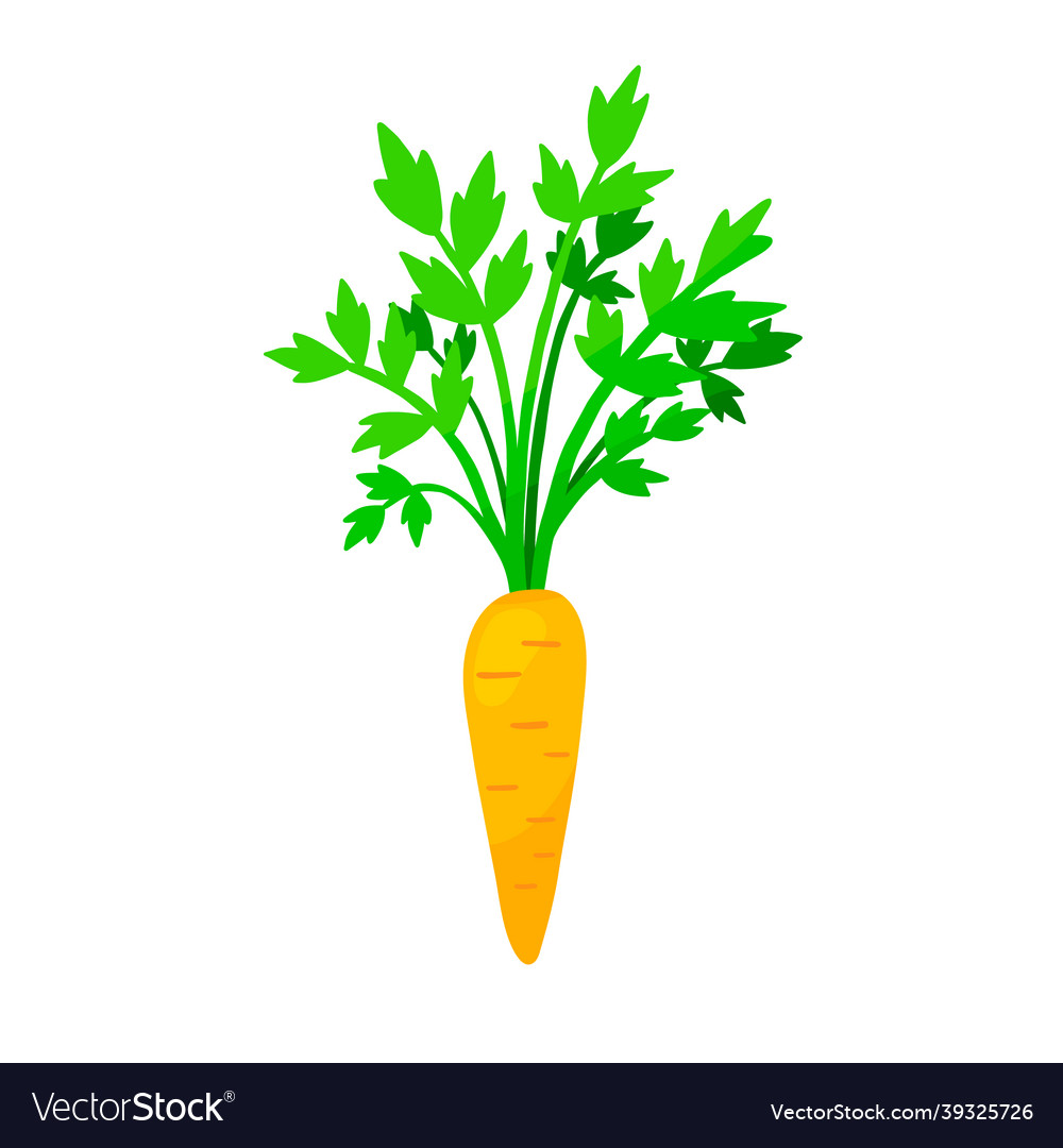Carrot with green leaves in flat style Royalty Free Vector