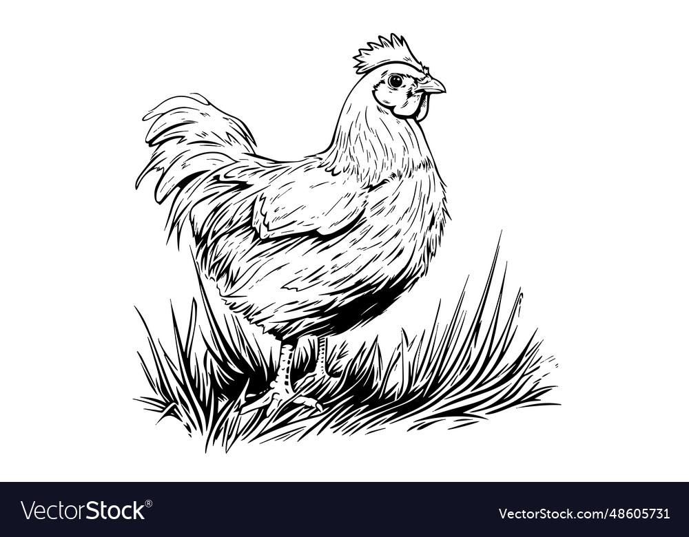 Chicken or hen on grass drawn in vintage engraving vector image Chicken or hen on grass drawn in vintage engraving