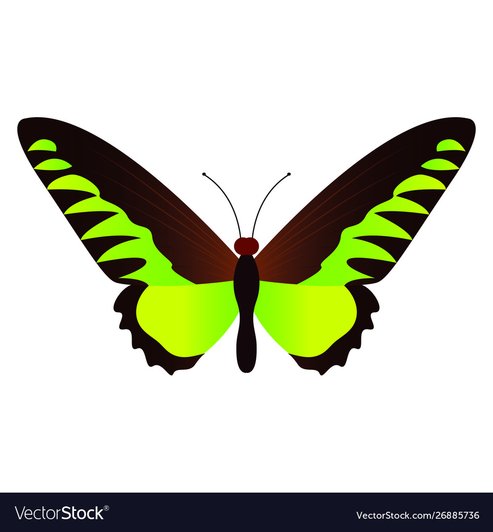 Abstract cute butterfly Royalty Free Vector Image