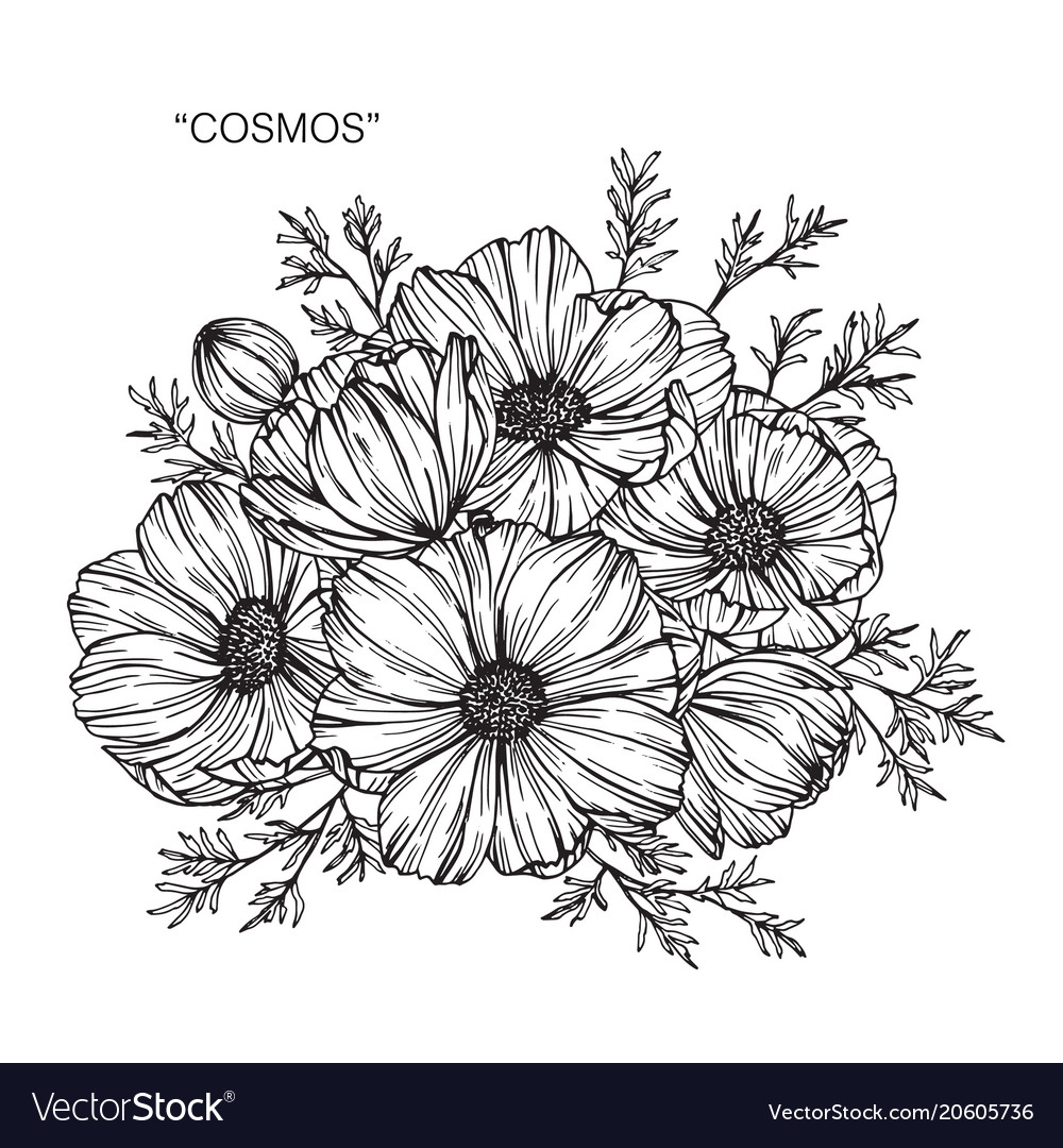 Download Cosmos flower drawing Royalty Free Vector Image