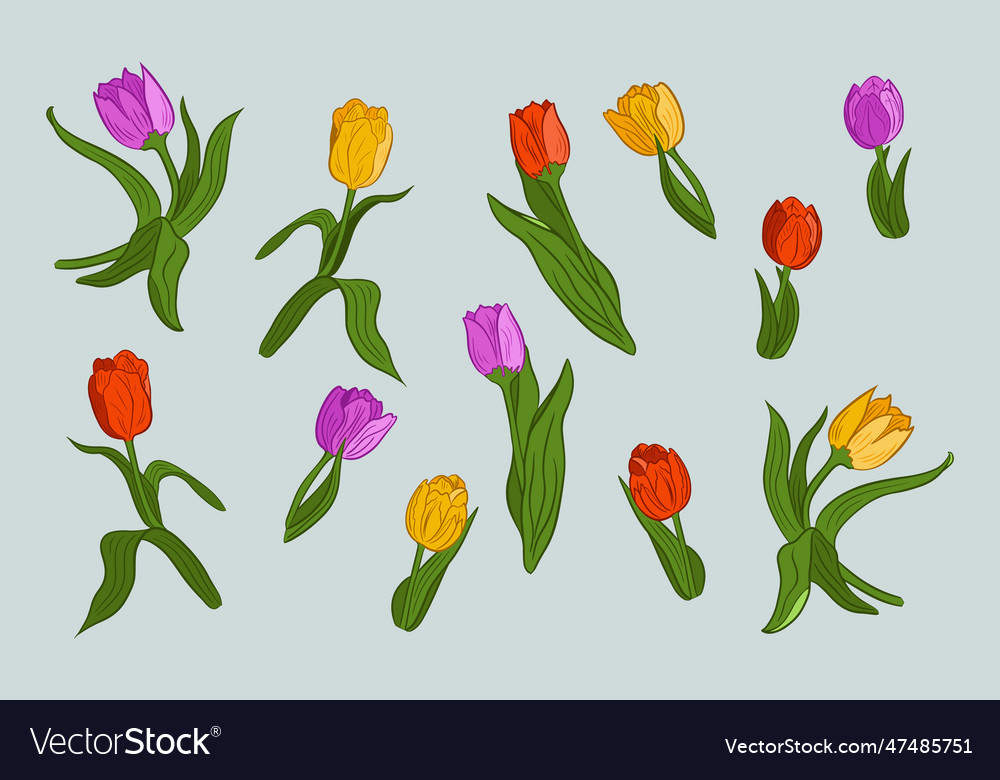 Collection of hand drawn tulips with leaves flat