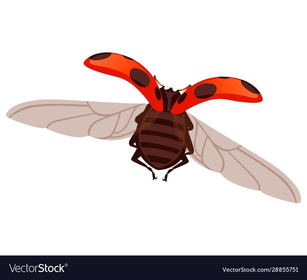 Ladybug with open shell and wings flying beetle vector image Ladybug with open shell and wings flying beetle