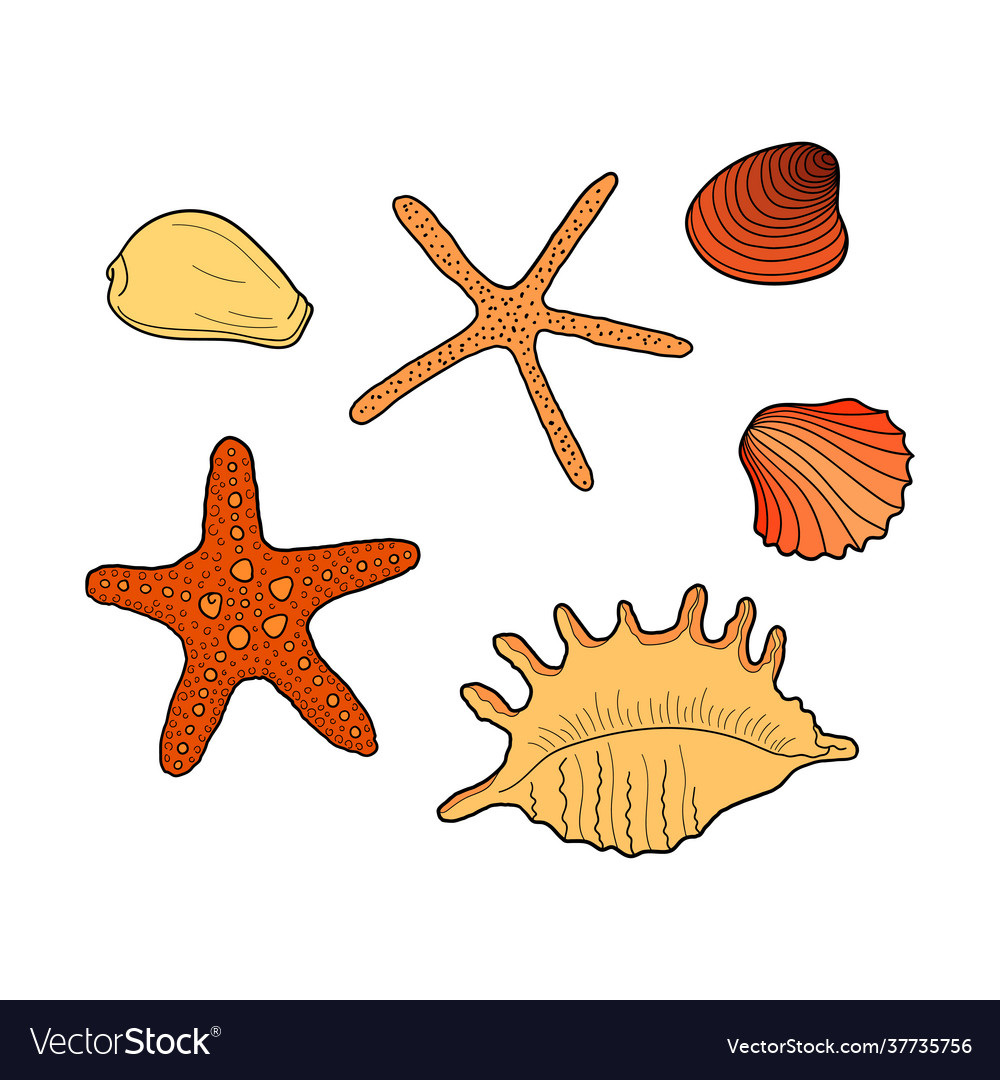 Seashells set collection sea shells different
