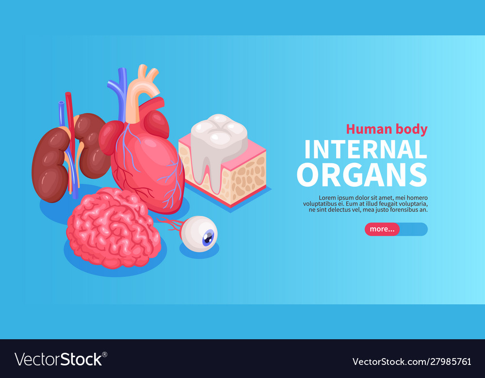 Internal Organs Poster Royalty Free Vector Image Internal Organs Poster Vector 27985761
