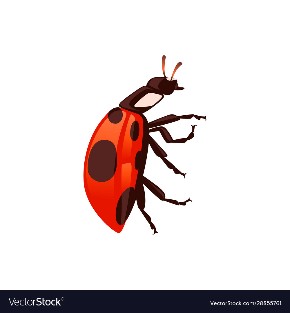 Ladybug with closed shell beetle cartoon bug vector image Ladybug with closed shell beetle cartoon bug