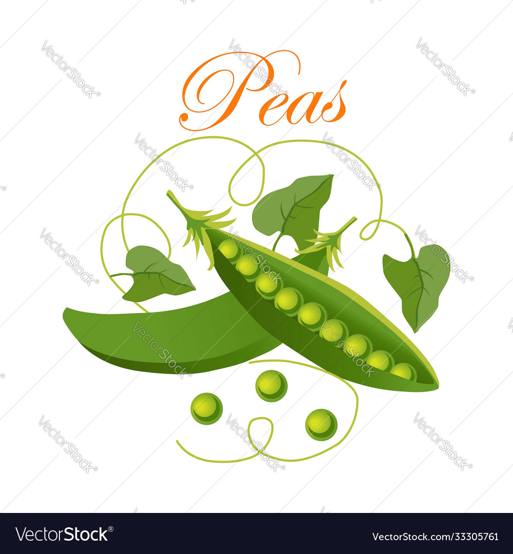 Pea pods on a white background fresh green peas