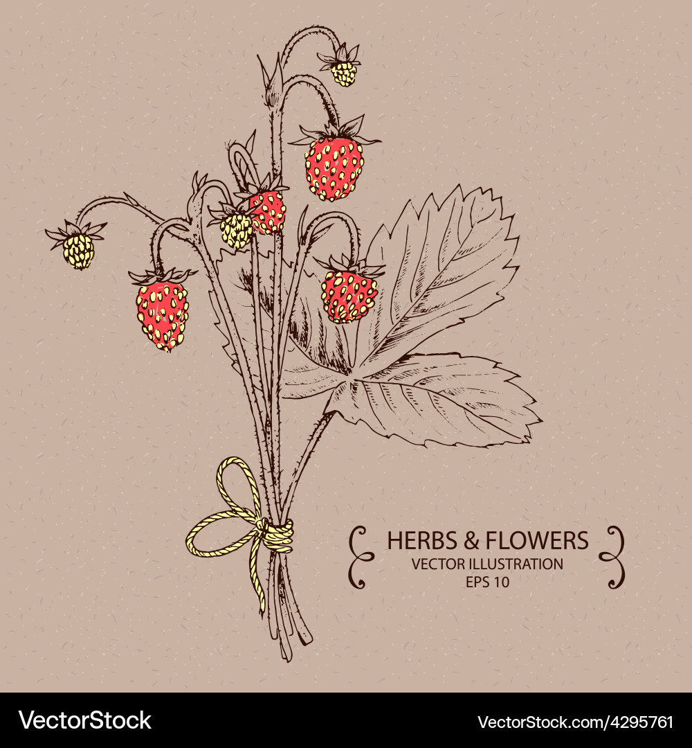 Strawberry Red Royalty Free Vector Image - VectorStock