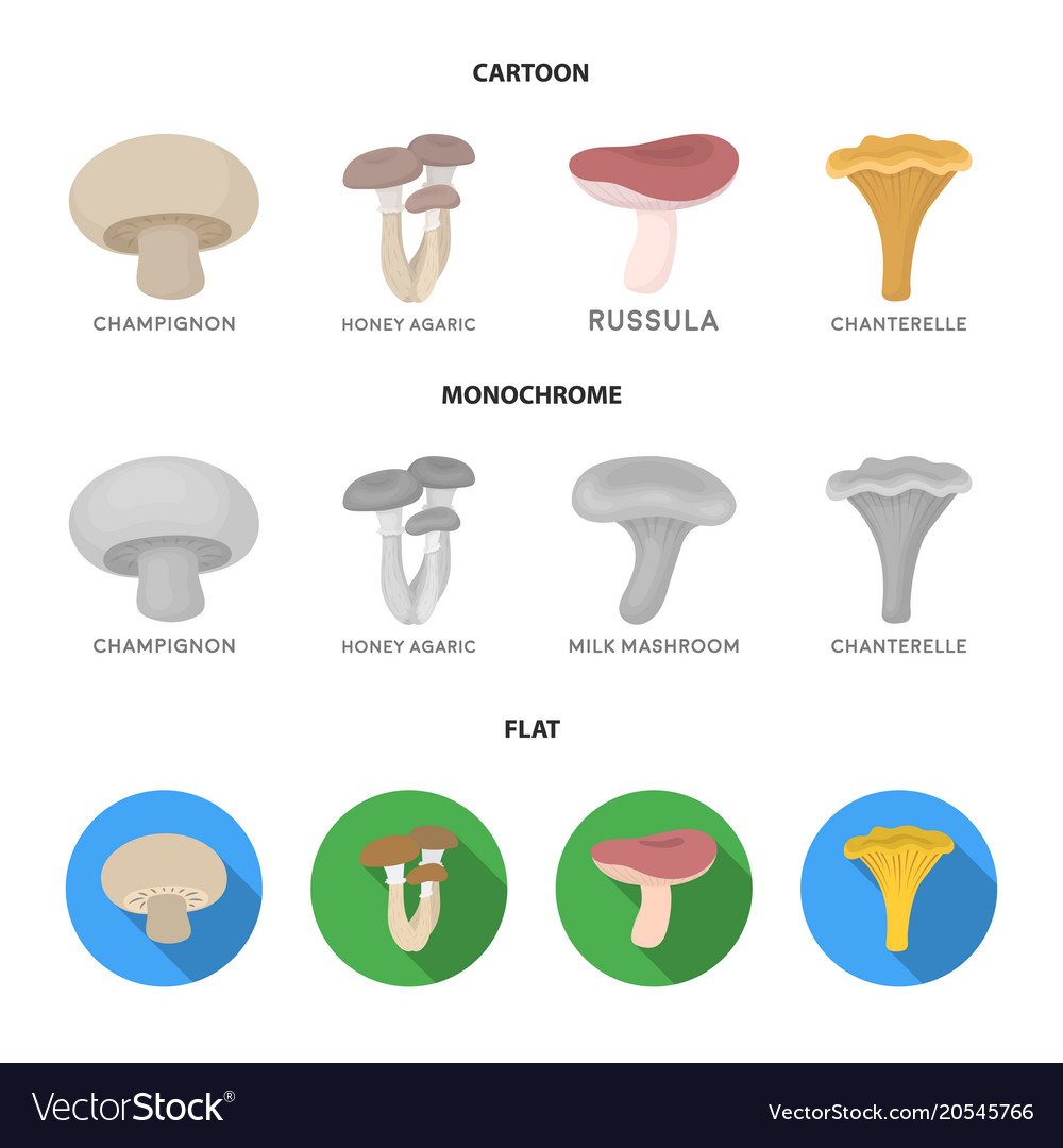 Champignon honey agarics russula chanterelle Vector Image