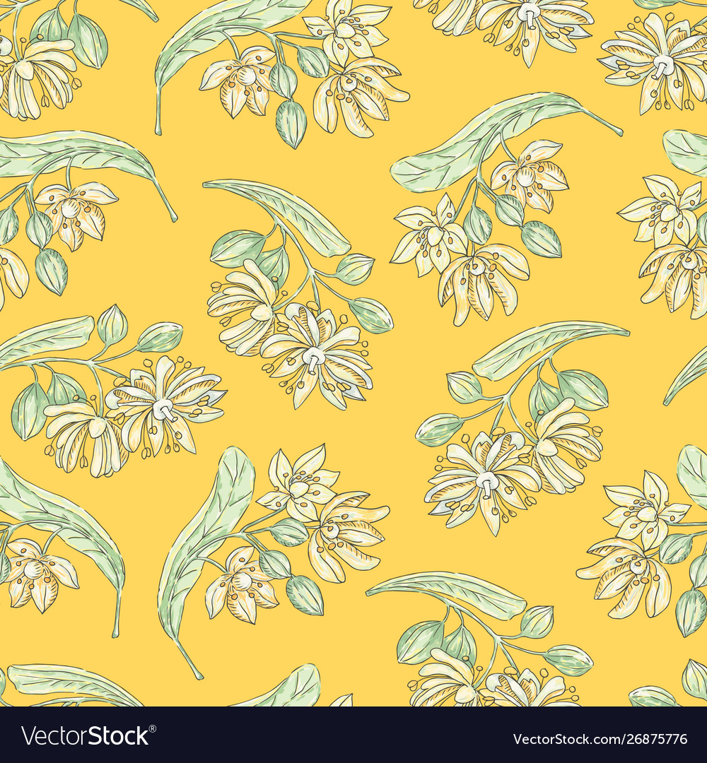 Tilia flowers-02 vector image Tilia flowers-02