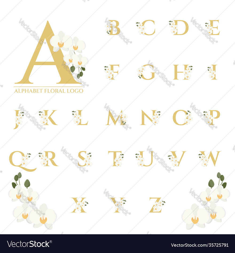Beautiful gold serif phalaenopsis orchid floral vector image Beautiful gold serif phalaenopsis orchid floral