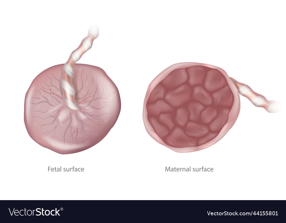 Maternal part of placenta, What Are the Different Parts of the Placenta?