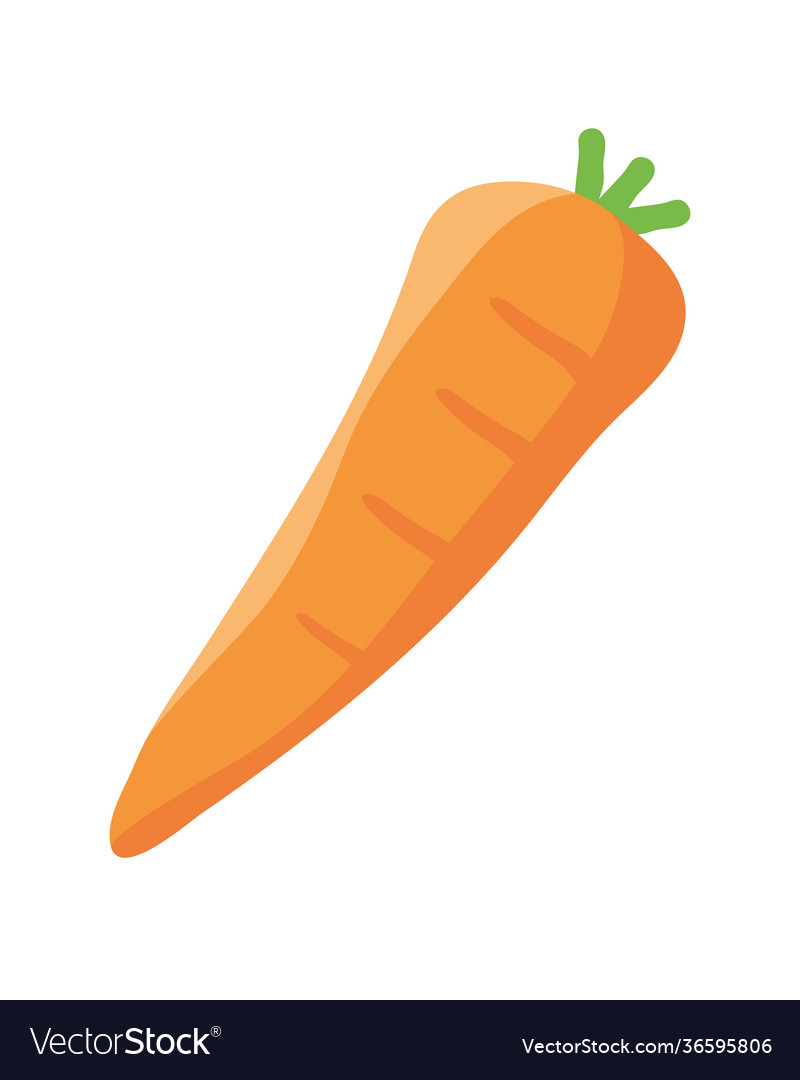 Carrot fresh vegetable