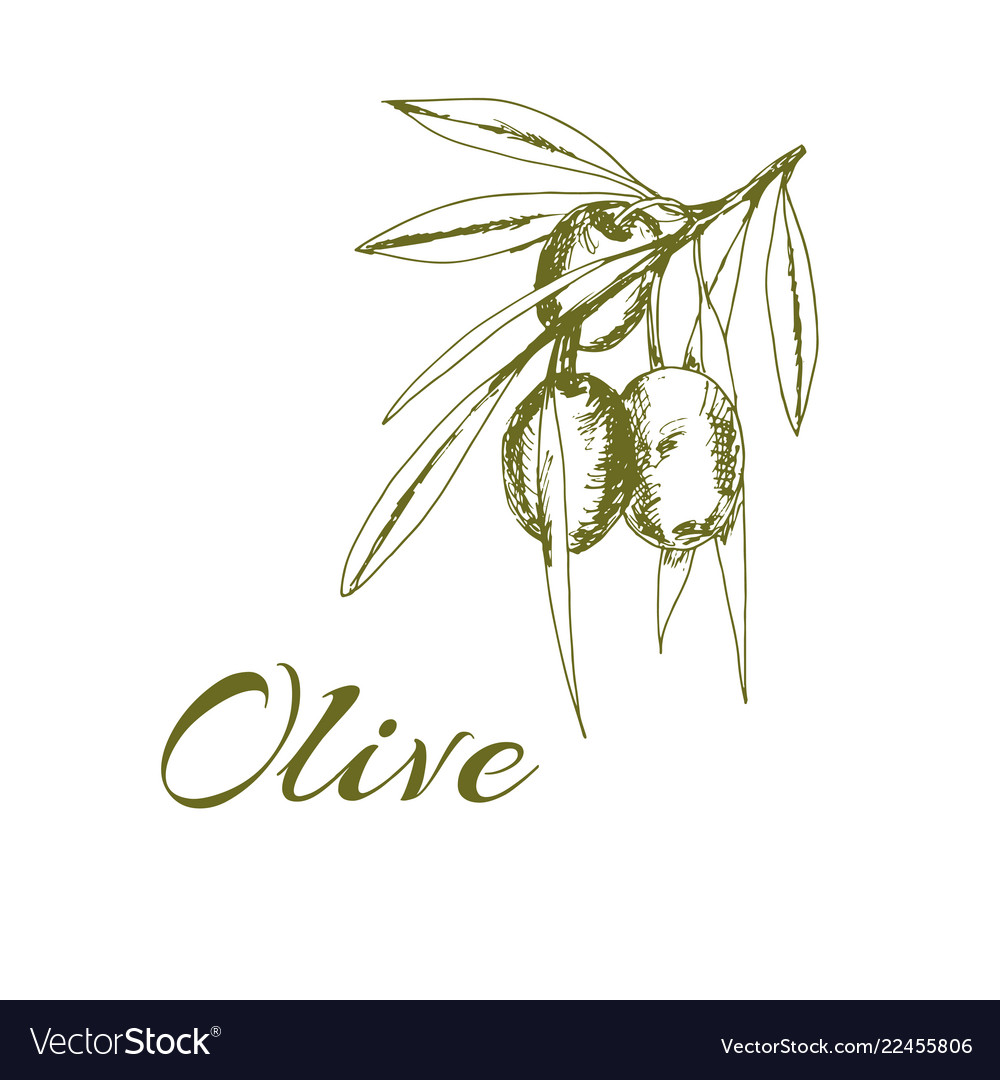 Hand-drawn logo of olives