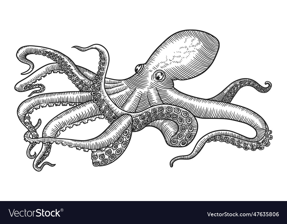 Octopus vintage engraving drawing style Royalty Free Vector