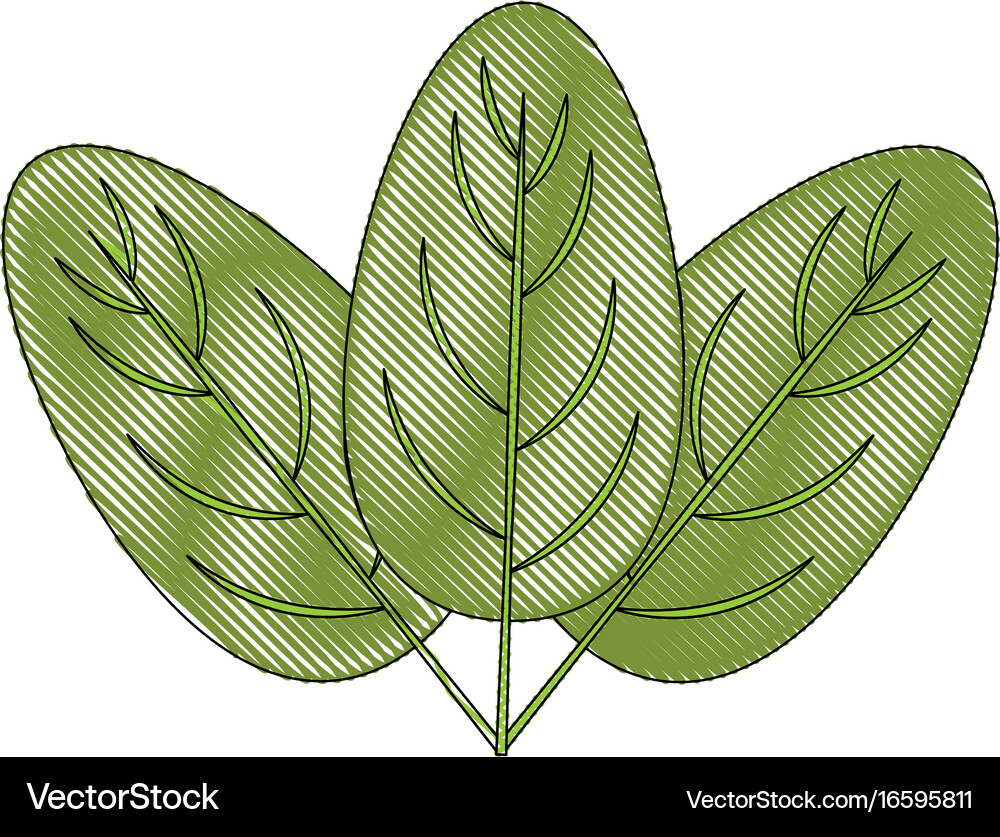 Spinach leaf icon Royalty Free Vector Image - VectorStock