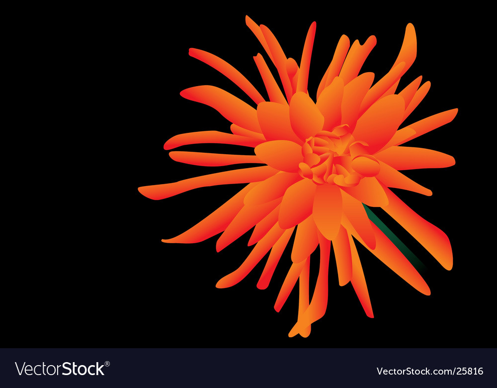 Dahlia Royalty Free Vector Image Vectorstock Dahlia Royalty Free Vector Image Vectorstock