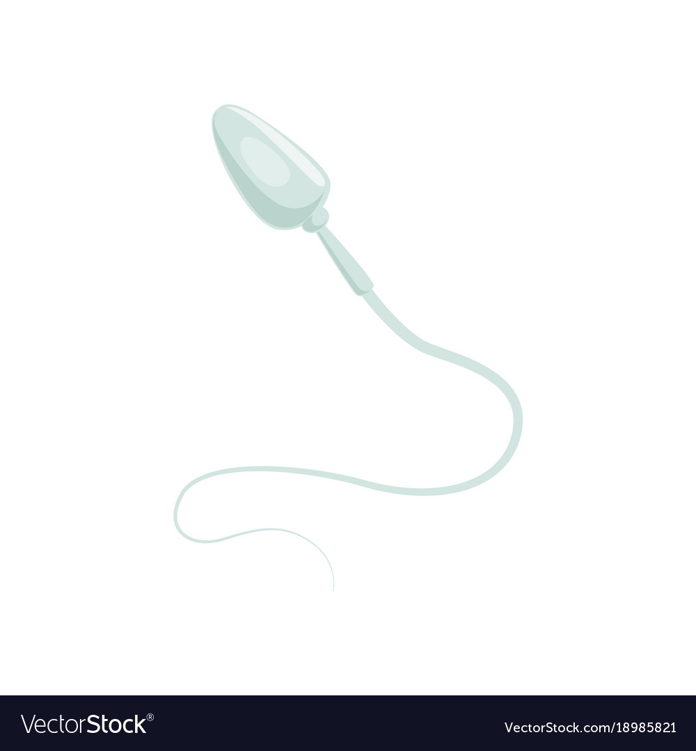 Male sperm cell or spermatozoon biology Royalty Free Vector