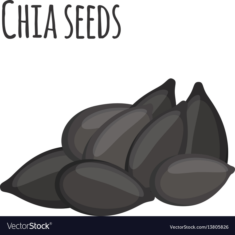 Chia seeds vegetarian food in cartoon flat style