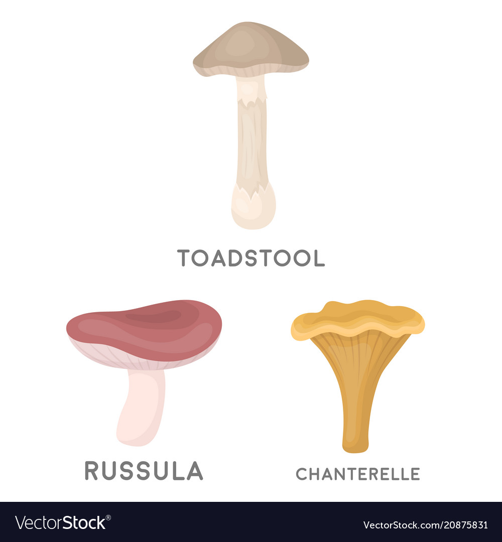 Poisonous and edible mushroom cartoon icons in set