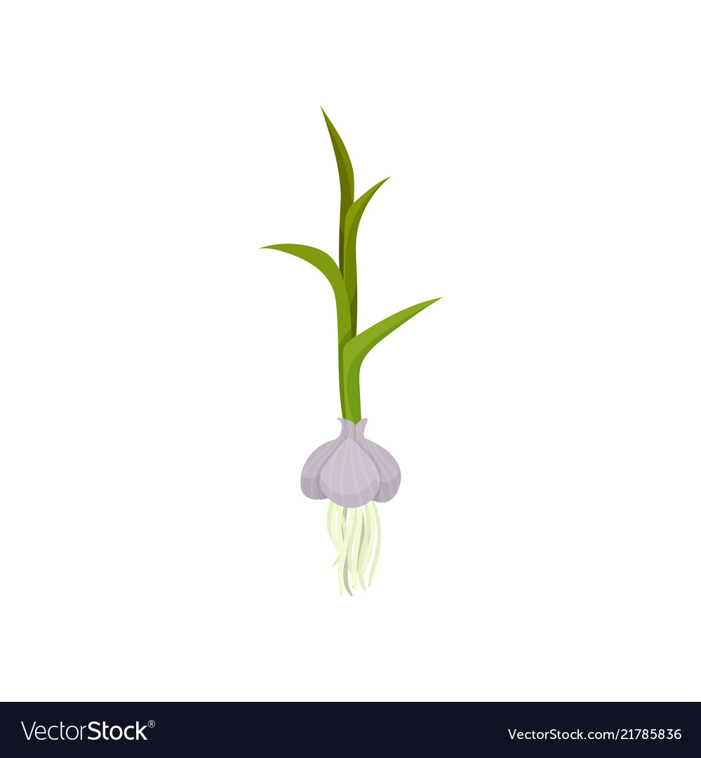 Garlic with green stem and roots organic food vector image Garlic with green stem and roots organic food