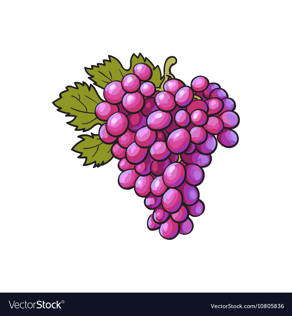 Red grapes isolated on white background