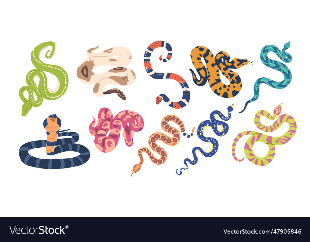 Set of exotic snakes captivate with their vibrant Vector Image