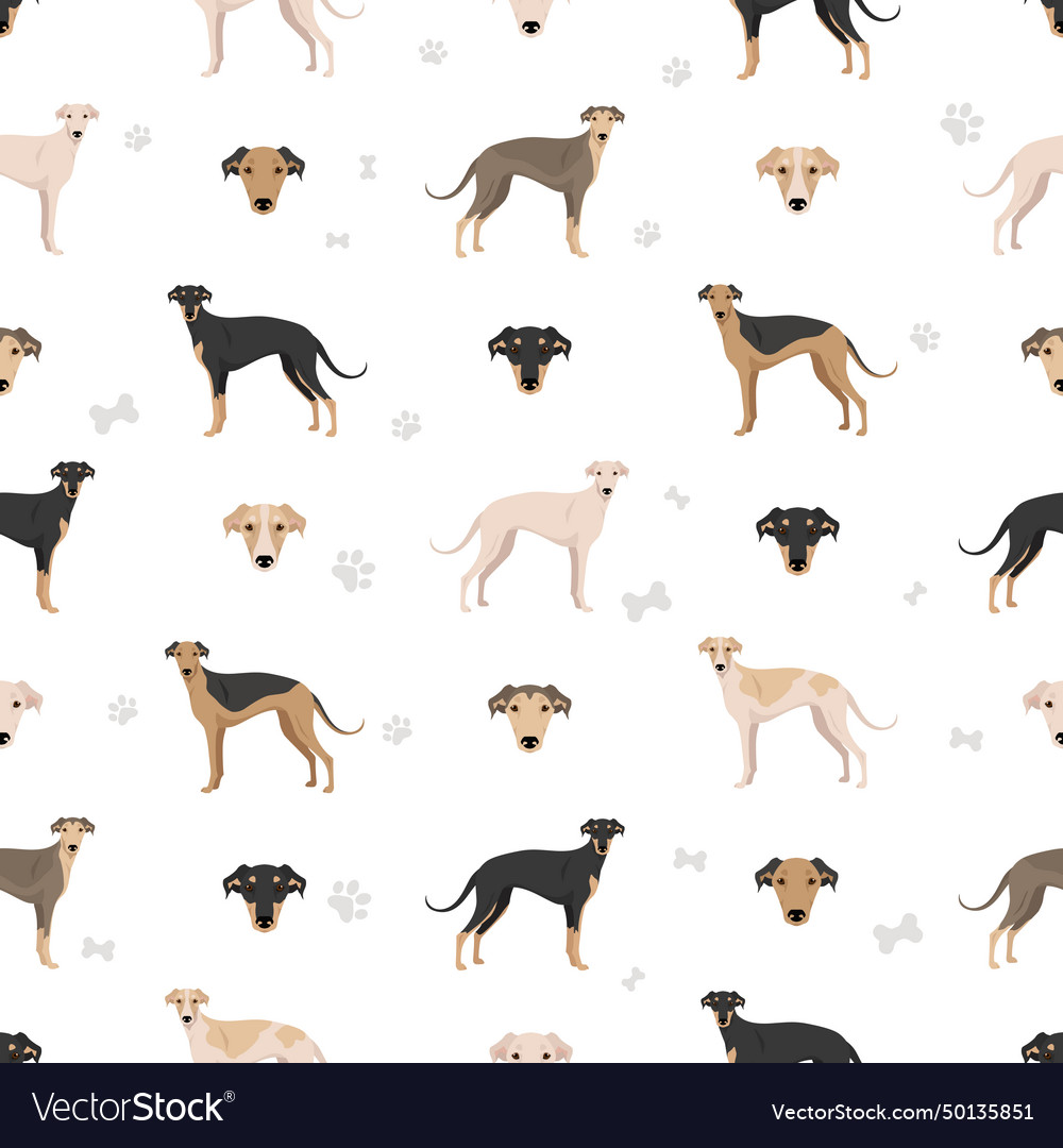 Polish greyhound seamless pattern all coat colors