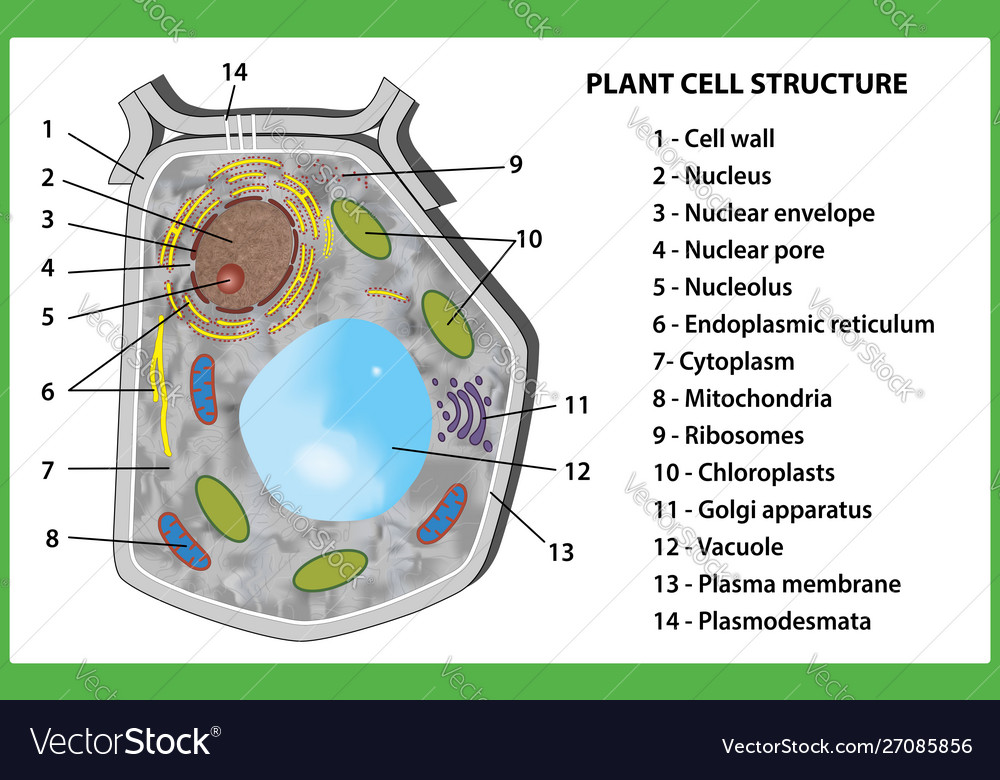 Plant Cell Structure On White Background Vector Image