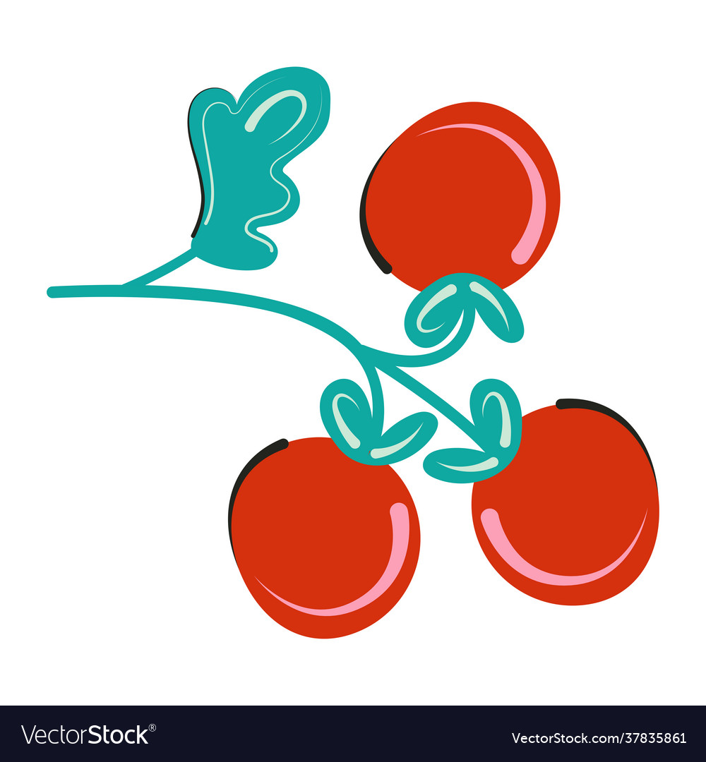 Branch red tomato isolated