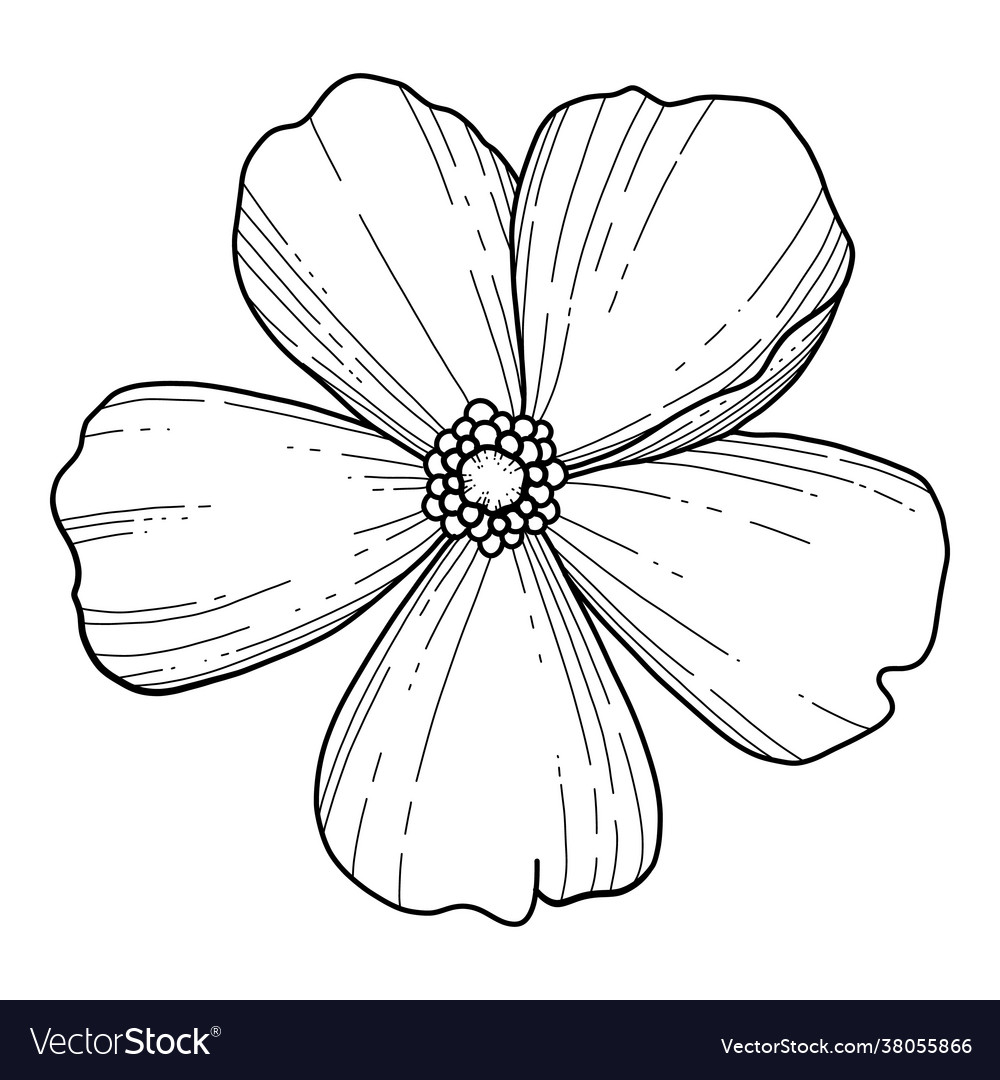 Free hand sakura flower beautiful line art