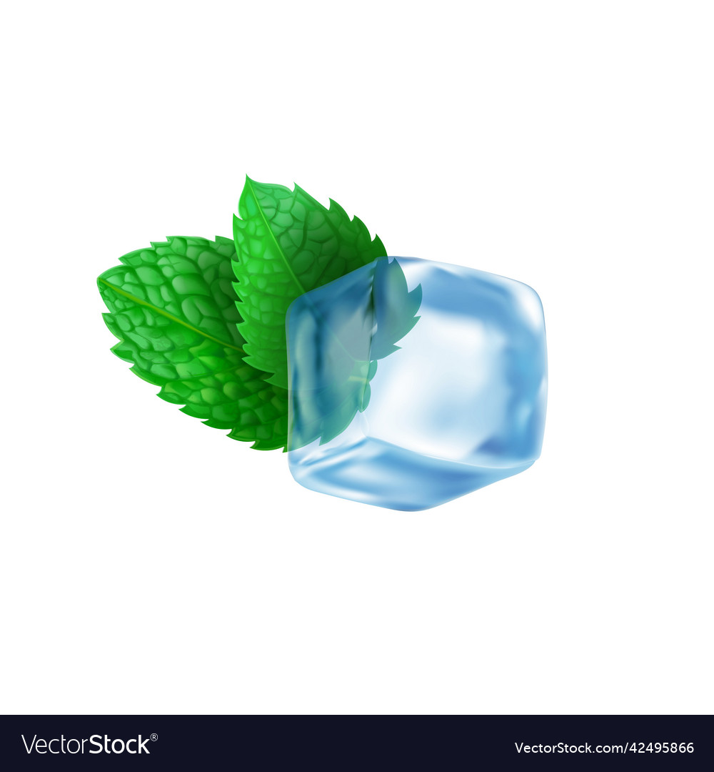 Mint and ice cube realistic peppermint leaves Vector Image