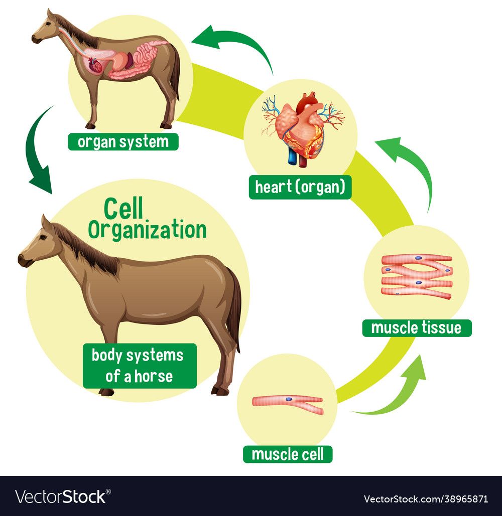 Diagram showing cell organization in a horse Vector Image