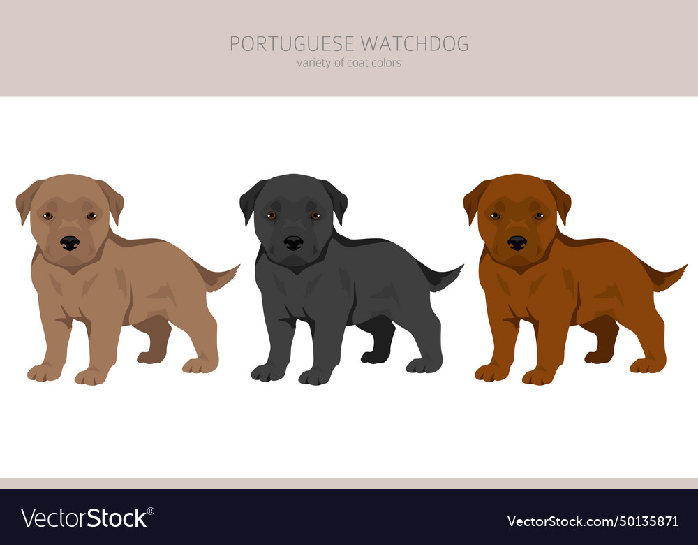 Portuguese watchdog puppies clipart all coat Vector Image