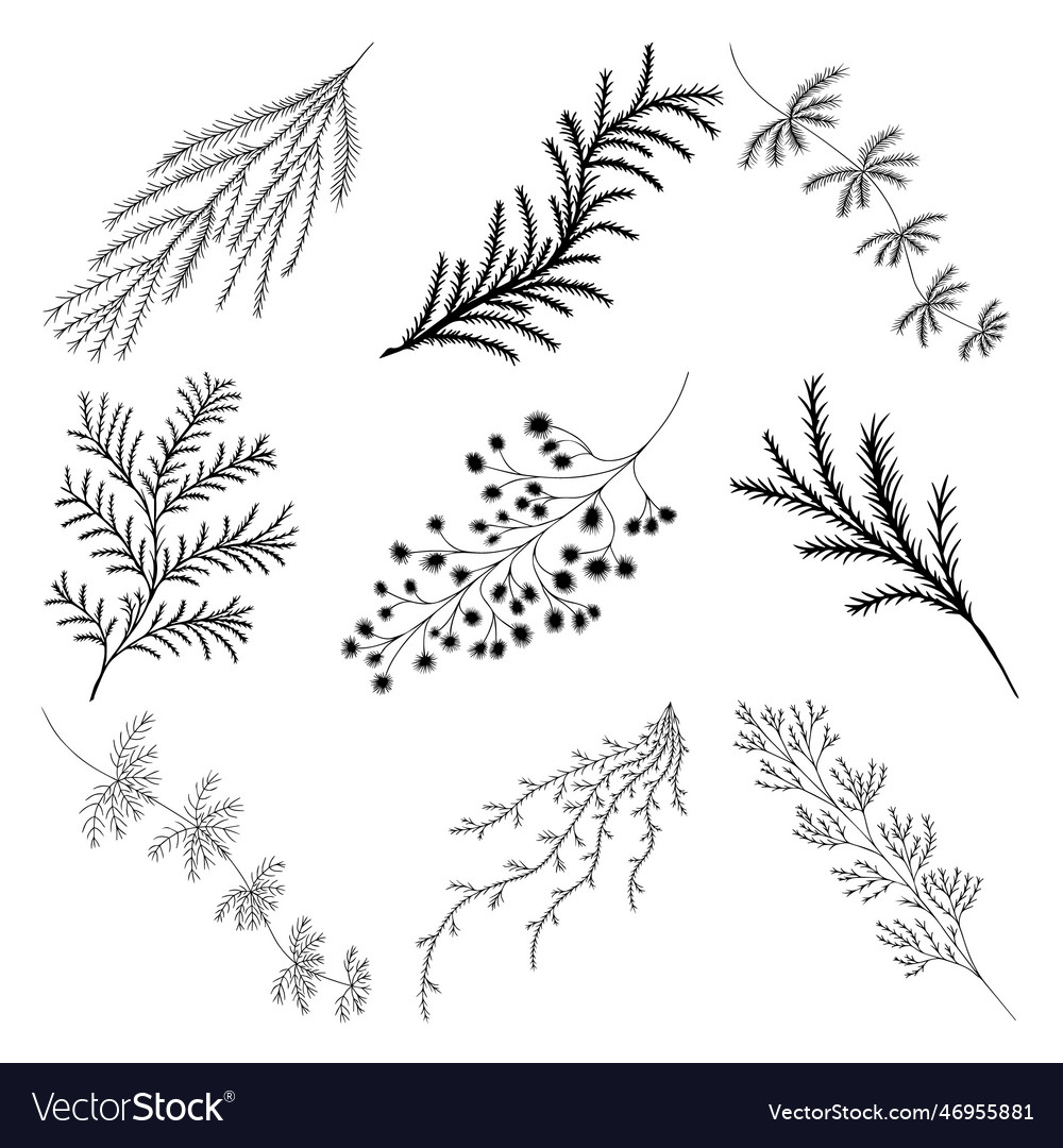 Set of branches a tree with pine needles vector image Set of branches a tree with pine needles