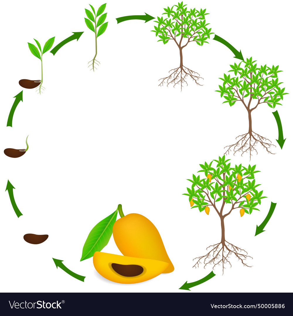 Life cycle of canistel or egg fruit plant Vector Image