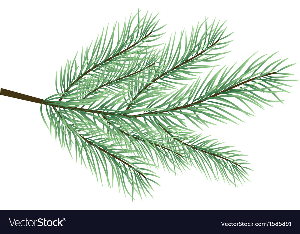 Branch of a Fur Tree