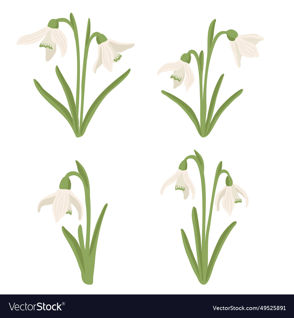 Drawing wild flowers snowdrops Royalty Free Vector Image