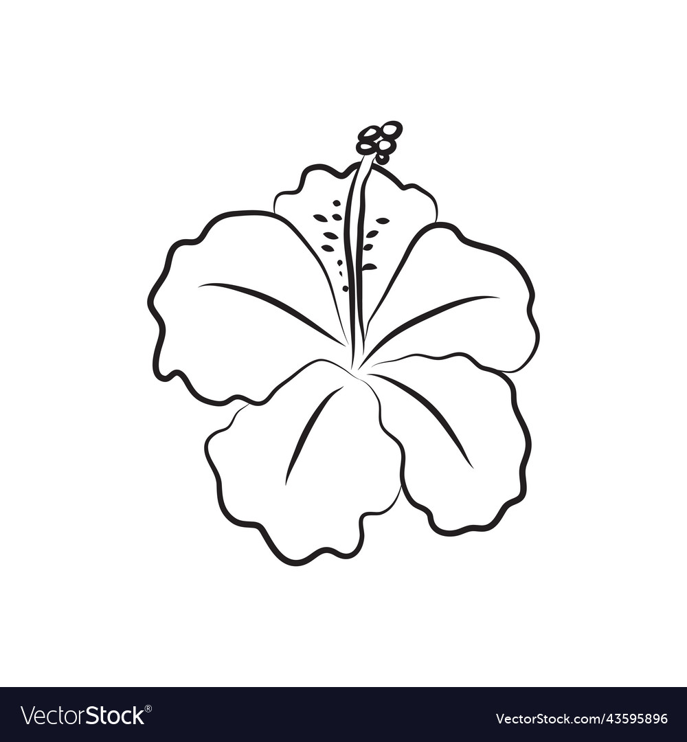 Hibiscus flower drawn with lines isolated large Vector Image