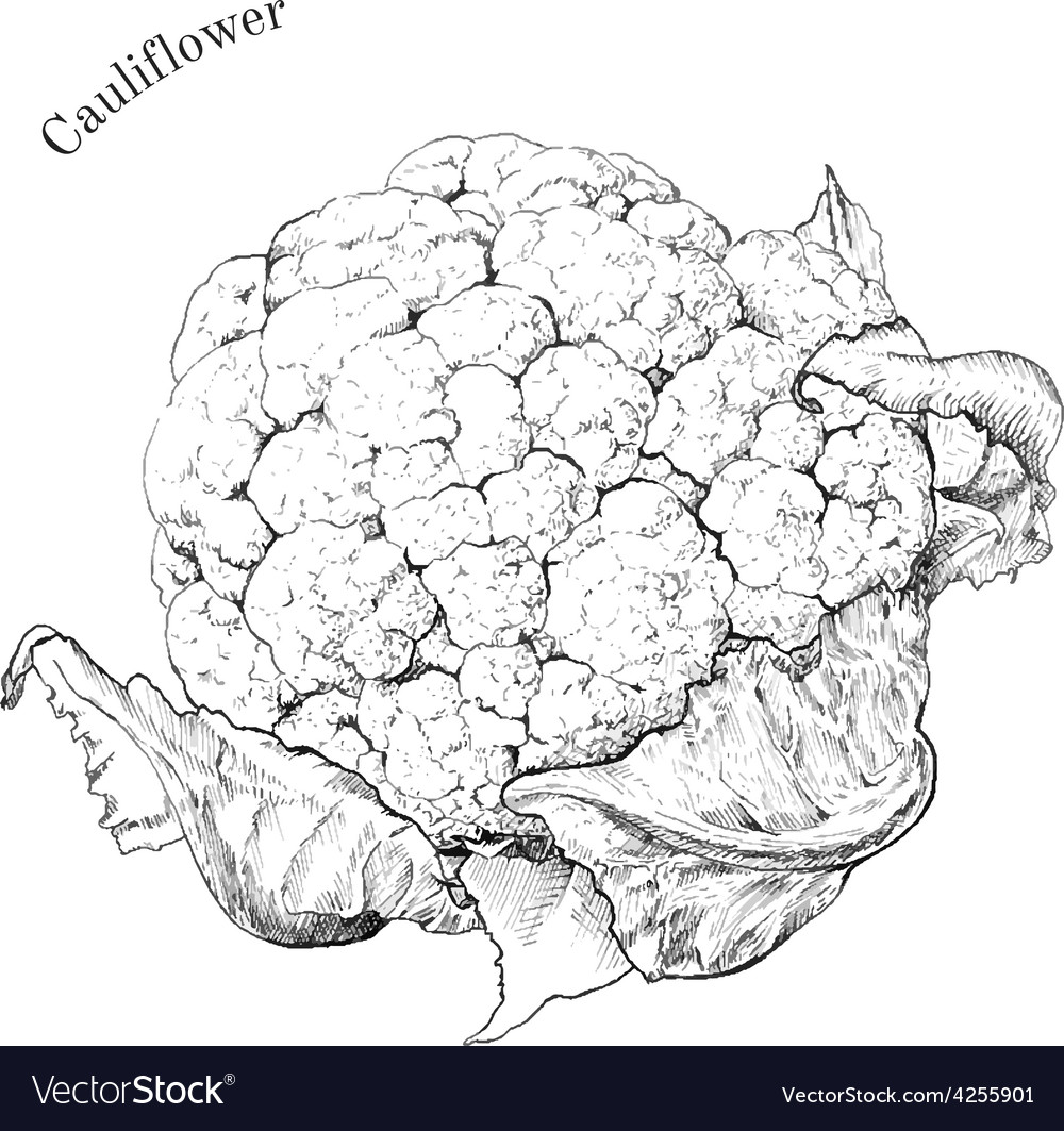 Cauliflower Drawing - All the best cauliflower drawing 39+ collected on