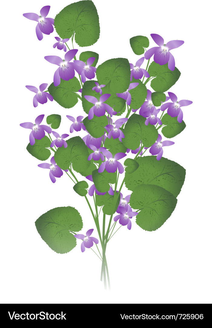 Bunch of wild violet Royalty Free Vector Image