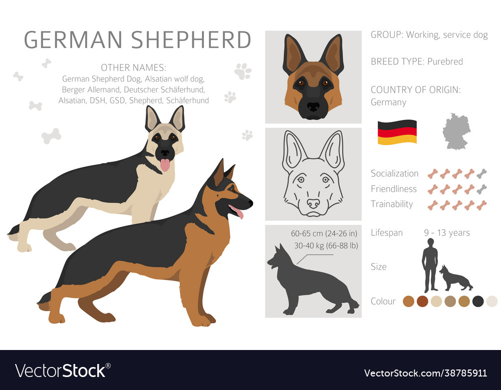 German shepherd dog in different poses and coat Vector Image