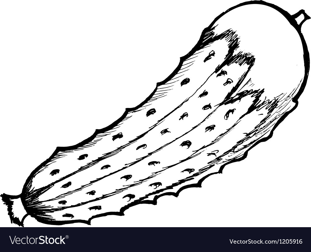 Cucumber