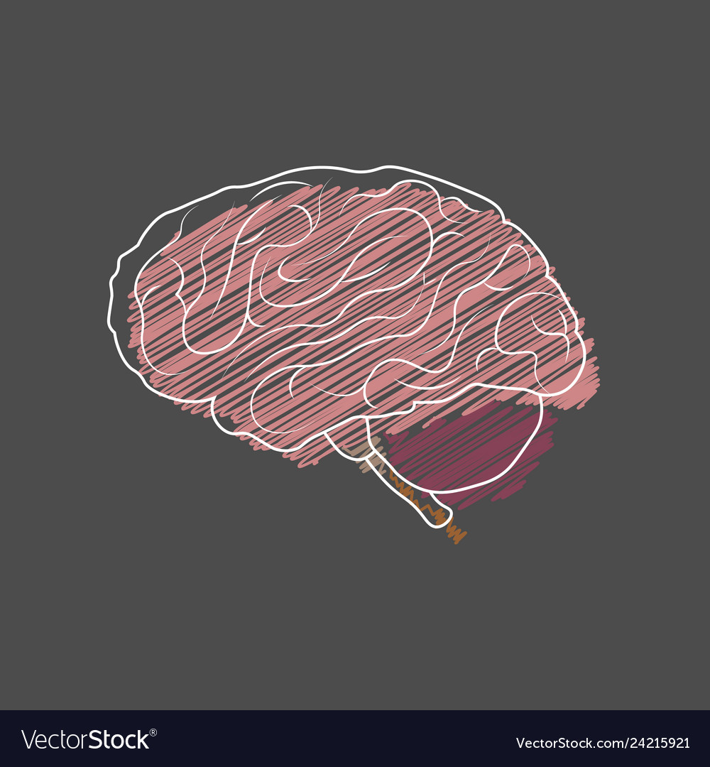 Medical Brain Anatomy Sketch