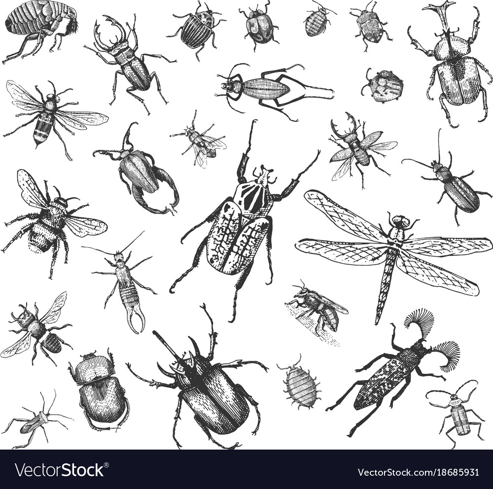 Big set of insects bugs beetles and bees many Vector Image