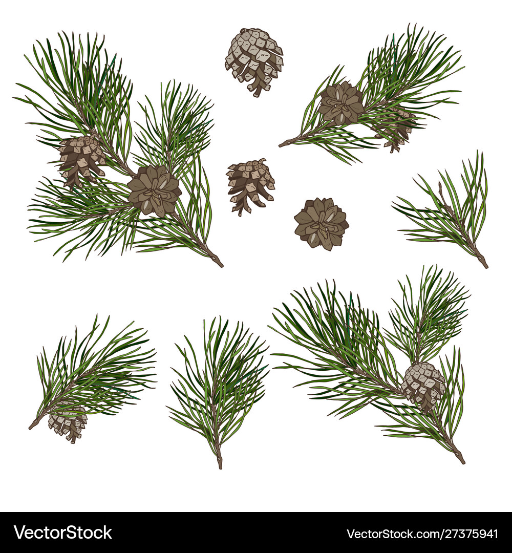 Pine branches with cones Royalty Free Vector Image