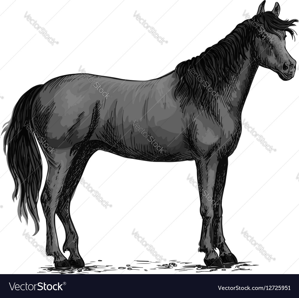 Black wild horse standing sketch Royalty Free Vector Image