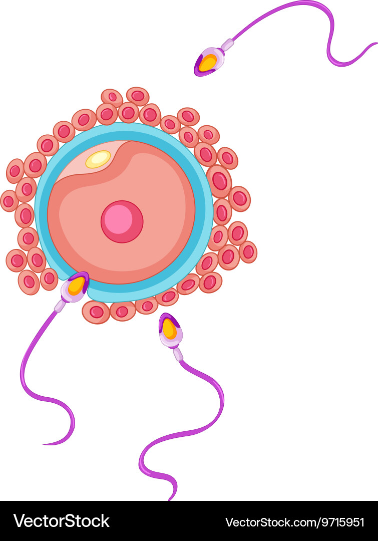 Fertilization human being Royalty Free Vector Image