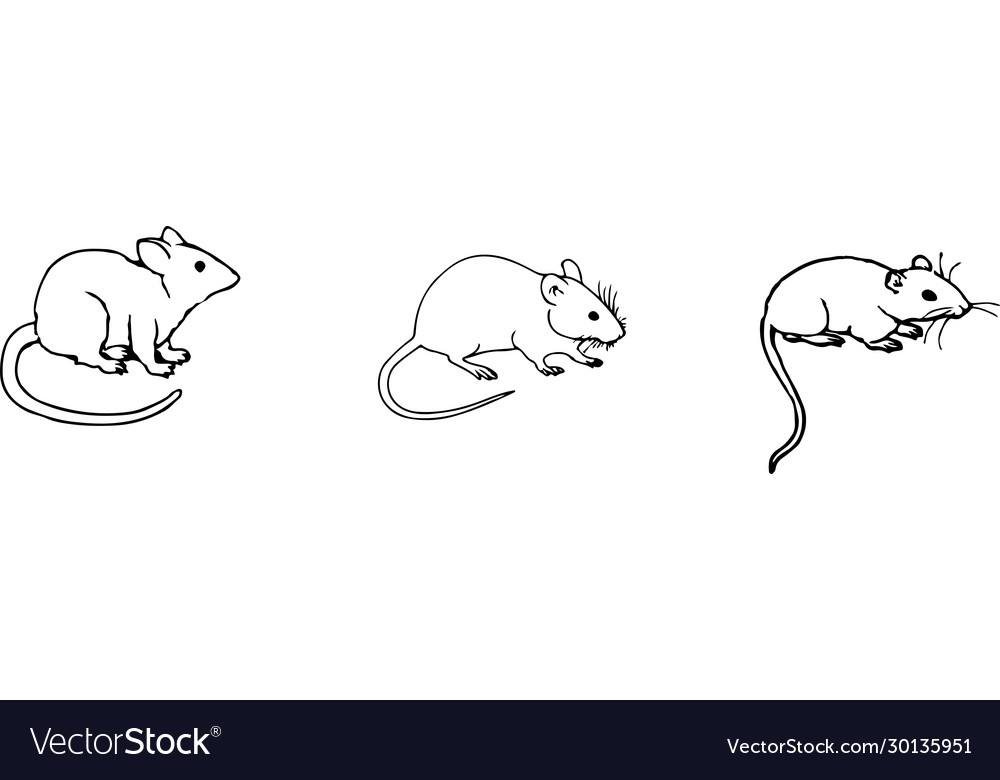 Rat icon isolated on background