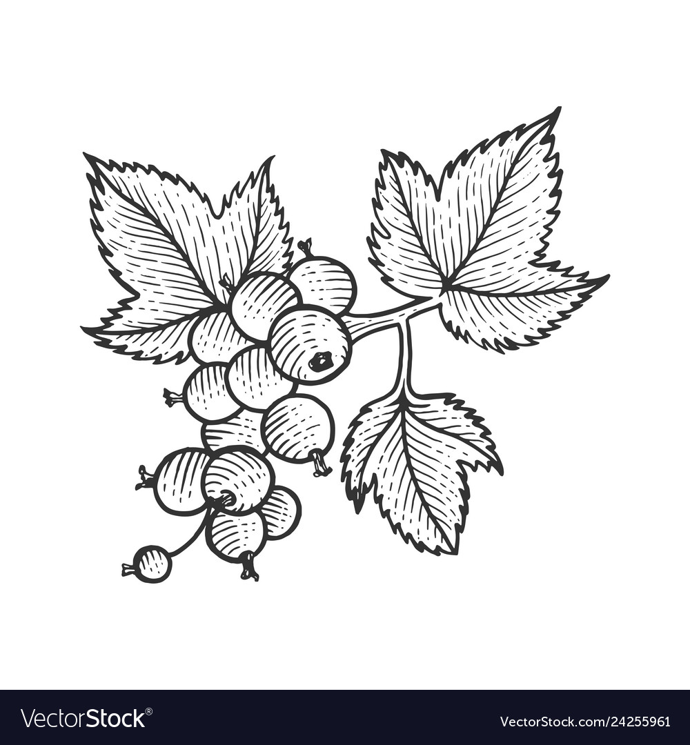 Black currant with leaves sketch engraving