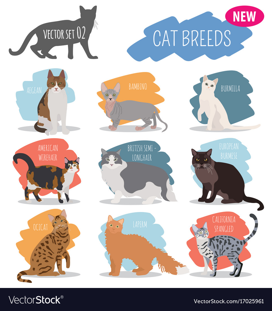 Cat breeds icon set flat style isolated on white Vector Image